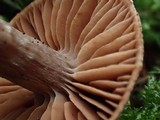 Cortinarius velenovskyi image