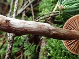 Cortinarius velenovskyi image