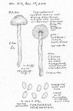 Cortinarius velenovskyi image
