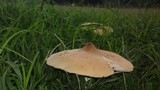 Termitomyces umkowaan image