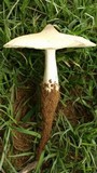 Termitomyces umkowaan image