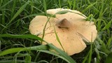 Termitomyces umkowaan image