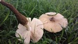 Termitomyces umkowaan image