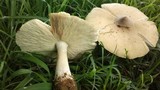 Termitomyces umkowaan image