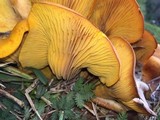 Omphalotus subilludens image