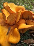 Omphalotus subilludens image