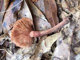 Lactarius rufus image