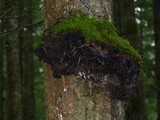 Phellinus gilbertsonii image