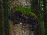 Phellinus gilbertsonii image