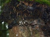 Phellinus gilbertsonii image
