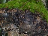 Phellinus gilbertsonii image