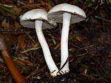 Inocybe geophylla image