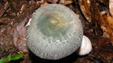 Russula parvovirescens image