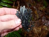 Helminthosphaeria clavariarum image