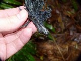 Helminthosphaeria clavariarum image