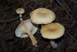 Clitocybe vermicularis image