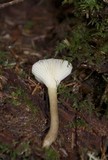 Ampulloclitocybe avellaneoalba image