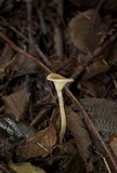 Ampulloclitocybe avellaneoalba image