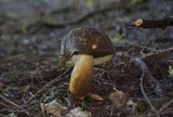 Boletus fibrillosus image