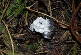 Hypomyces cervinigenus image