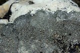 Aspicilia contorta image