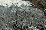 Aspicilia contorta image
