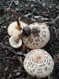 Chlorophyllum rachodes image