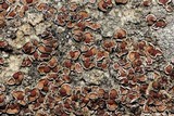 Psora pseudorussellii image