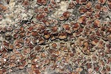 Psora pseudorussellii image