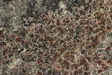Psora pseudorussellii image