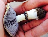 Stropharia coronilla image