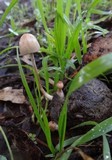 Panaeolus semiovatus image
