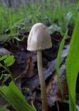 Panaeolus semiovatus image