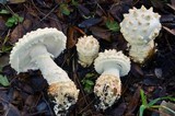 Amanita magniverrucata image