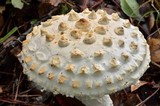 Amanita magniverrucata image