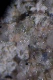 Trapelia coarctata image