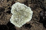 Lecanora muralis image