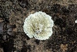 Lecanora muralis image