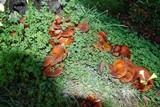 Omphalotus olearius image