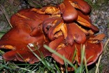 Omphalotus olearius image