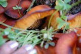 Omphalotus olearius image