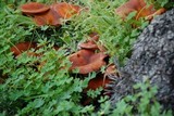 Omphalotus olearius image