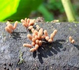 Arcyria denudata image