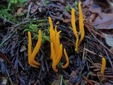 Clavulinopsis laeticolor image