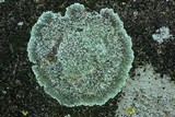 Lecanora muralis image