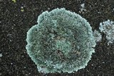 Lecanora muralis image