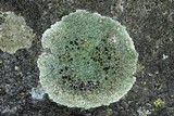 Lecanora muralis image