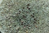 Lecanora muralis image