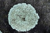 Xanthoparmelia viriduloumbrina image