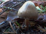 Inocybe assimilata image